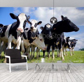 Bild på Holstein cows cattle